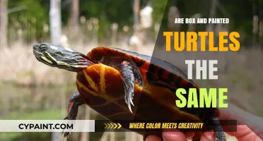 Box vs. Painted Turtles: Unraveling the Differences and Similarities