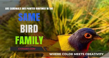 Cardinals and Painted Buntings: Are They Related Bird Families?