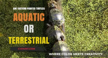 Eastern Painted Turtles: Aquatic, Terrestrial, or Both? Exploring Their Habitat