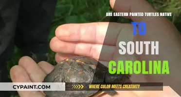 Are Eastern Painted Turtles Native to South Carolina? Exploring Their Habitat