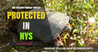 Are Eastern Painted Turtles Protected in NYS? Legal Insights