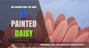Gerbera vs. Painted Daisy: Unveiling the Differences and Similarities