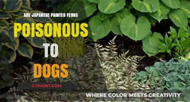 Are Japanese Painted Ferns Safe for Dogs? Toxicity Explained