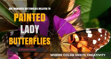 Monarch vs. Painted Lady: Uncovering Their Surprising Butterfly Family Ties
