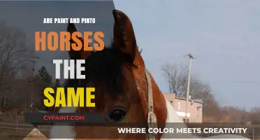 Paint vs. Pinto Horses: Understanding the Differences and Similarities