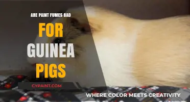Are Paint Fumes Harmful to Guinea Pigs? Safety Tips Revealed