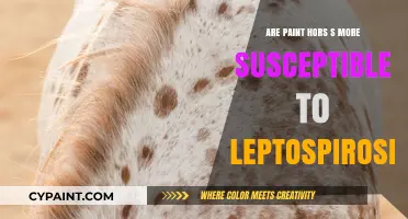 Paint Horses and Leptospirosis: Understanding Their Susceptibility Risk