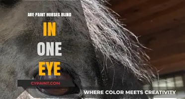Are Paint Horses Blind in One Eye? Unraveling the Myth