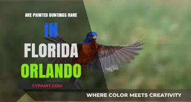 Are Painted Buntings Rare in Orlando, Florida? Exploring Their Presence