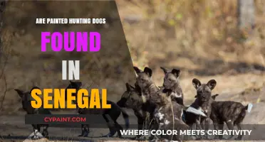 Exploring Senegal's Wildlife: Are Painted Hunting Dogs Present in the Region?
