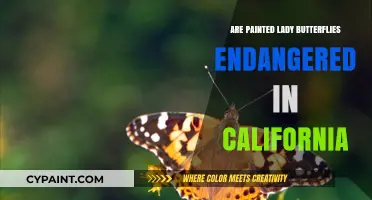 Are Painted Lady Butterflies Endangered in California? Current Status Explored