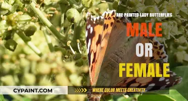 Identifying Painted Lady Butterflies: Unveiling Their Gender Secrets