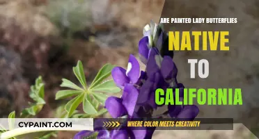 Are Painted Lady Butterflies Truly Native to California?