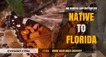 Are Painted Lady Butterflies Native to Florida? Unveiling the Truth