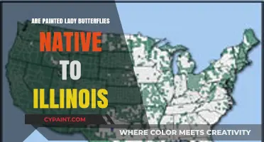 Are Painted Lady Butterflies Native to Illinois? Exploring Their Habitat
