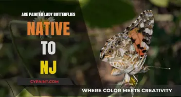Are Painted Lady Butterflies Native to New Jersey?