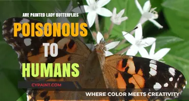 Are Painted Lady Butterflies Poisonous? Unveiling the Truth for Humans