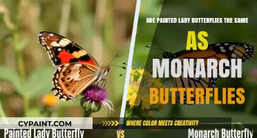 Painted Ladies vs. Monarchs: What's the Difference?