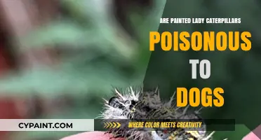 Painted Lady Caterpillars: Are They Toxic to Your Dog?