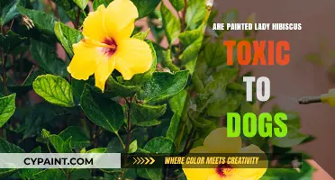Painted Lady Hibiscus: Are They Safe for Dogs?