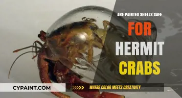 Painted Shells and Hermit Crabs: Safety Concerns and Alternatives