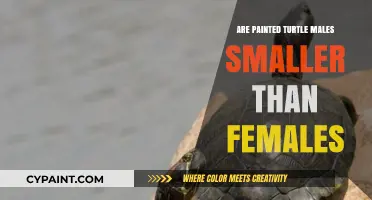 Painted Turtle Size Differences: Are Males Smaller Than Females?