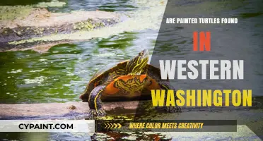 Painted Turtles in Western Washington: Presence, Habitat, and Conservation