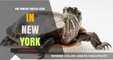 Are Painted Turtles Legal in New York? Ownership Rules Explained