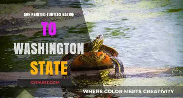 Are Painted Turtles Native to Washington State? Exploring Their Habitat
