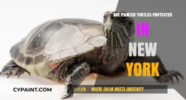 Are Painted Turtles Protected in New York? Legal Insights