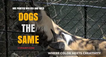 Painted Wolves vs. Wild Dogs: Unraveling the Differences and Similarities