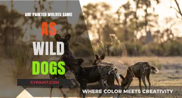Painted Wolves vs. Wild Dogs: Unraveling the Differences and Similarities