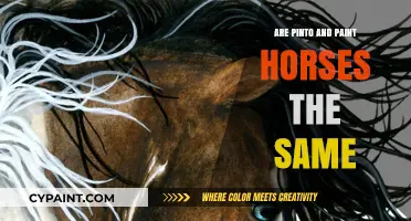 Pinto vs. Paint Horses: Understanding the Differences and Similarities