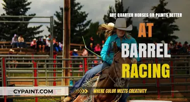 Paints vs. Quarter Horses: Who Runs Barrels Better?