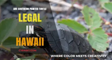 Are Southern Painted Turtles Legal in Hawaii? A Comprehensive Guide