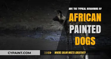 Exploring the Unique Behaviors of African Painted Dogs in the Wild