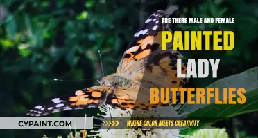Do Painted Lady Butterflies Have Distinct Male and Female Characteristics?