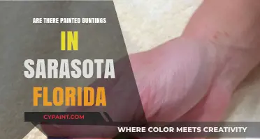 Spotting Painted Buntings in Sarasota, Florida: A Birdwatcher's Guide
