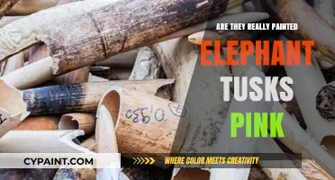 Are Elephant Tusks Really Painted Pink? Uncovering the Truth