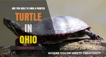Can You Legally Own a Painted Turtle in Ohio?