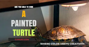 Can You Legally Keep a Painted Turtle as a Pet?