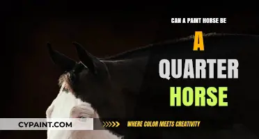 Exploring the Genetic Link: Can Paint Horses Also Be Quarter Horses?