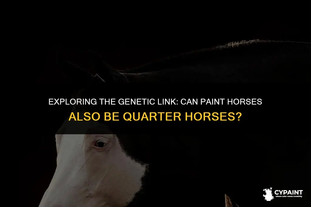 can a paint horse be a quarter horse