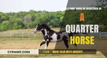 Can Paint Horses Qualify for Quarter Horse Registration?
