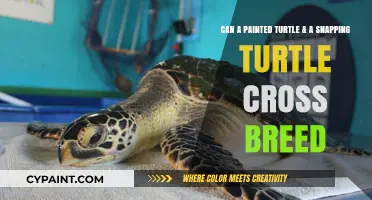Crossbreeding Turtles: Can Snapping and Painted Turtles Interbreed?