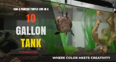 Painted Turtle Tank Size: Is 10 Gallons Enough for a Healthy Habitat?