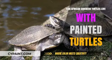 Compatability Guide: African Sideneck and Painted Turtles Cohabitation