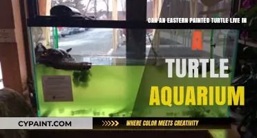 Eastern Painted Turtles: Ideal Habitat in a Turtle Aquarium?