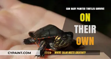 Tiny Turtles, Big World: Can Baby Painted Turtles Thrive Solo?