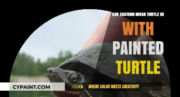 Cohabitation Chronicles: Eastern Musk and Painted Turtles Together?